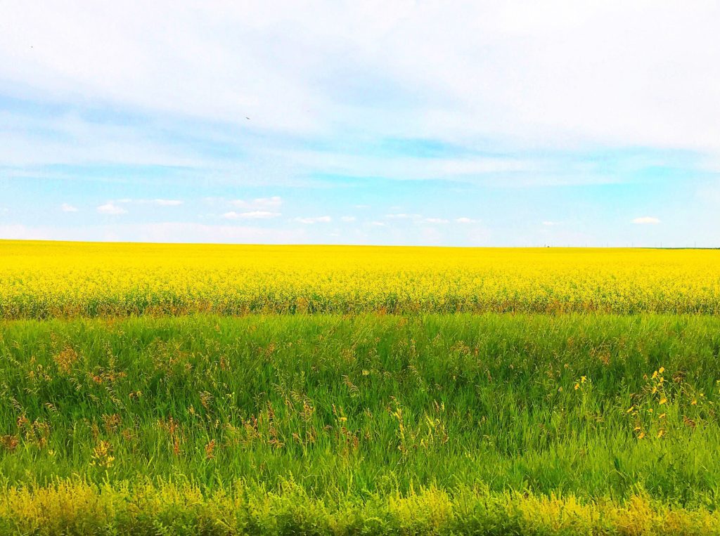 Canola fields of yellow with big blue sky