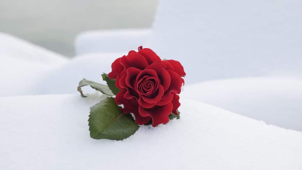 red rose in the snow