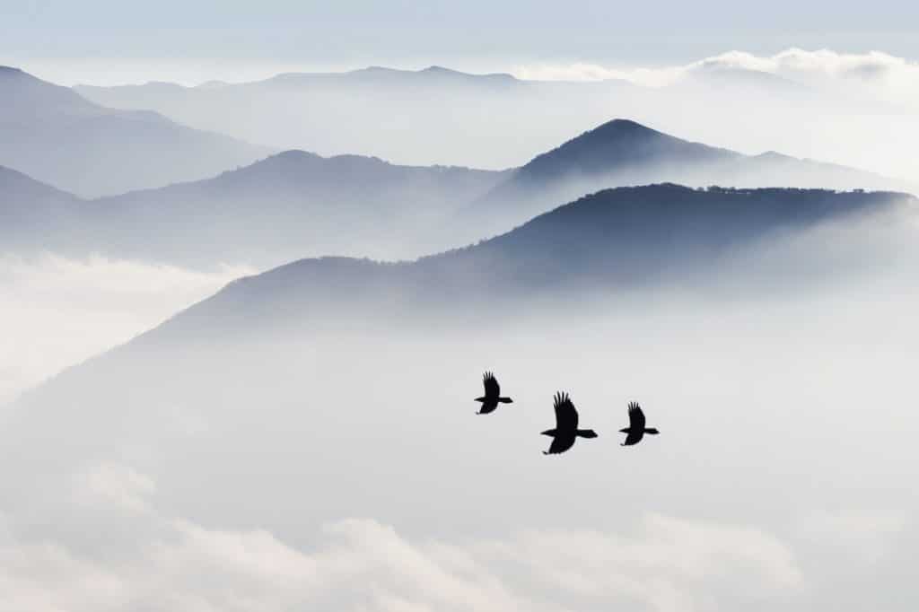 Silhouettes of mountains in the mist and bird flying